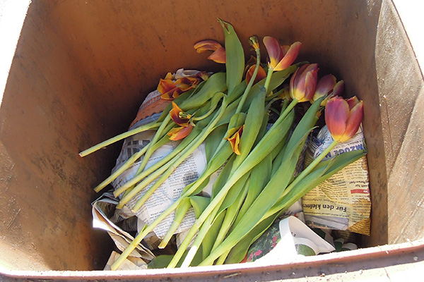 Foto: Tulpen in einer Biotonne